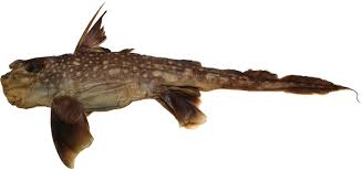 Image result for Hydrolagus colliei