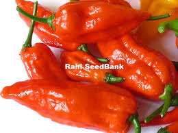Afbeeldingsresultaat voor red fratali hot pepper