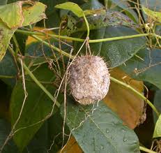 Attēlu rezultāti vaicājumam “Echinocystis lobata fruit”