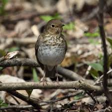 Image result for Catharus ustulatus