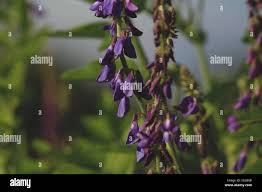 Attēlu rezultāti vaicājumam “Galega orientalis bud”