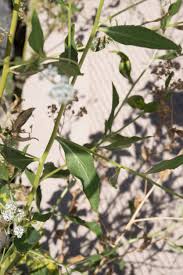 Attēlu rezultāti vaicājumam “Lepidium latifolium leaf”