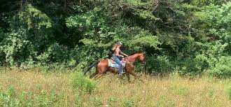 Image result for Bletchingly Badminton Club