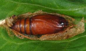 Attēlu rezultāti vaicājumam “Drepana falcataria”