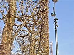 Image result for mars trees