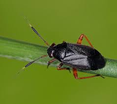 Attēlu rezultāti vaicājumam “Capsus ater imago”