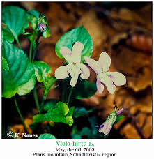 Attēlu rezultāti vaicājumam “Viola hirta”