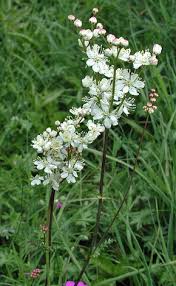 Attēlu rezultāti vaicājumam “Filipendula vulgaris bud”