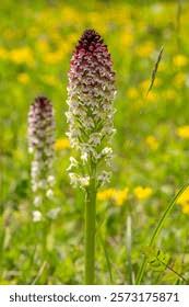 Attēlu rezultāti vaicājumam “Orchis ustulata”