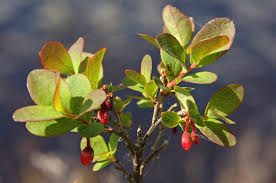 Attēlu rezultāti vaicājumam “Vaccinium uliginosum bud”