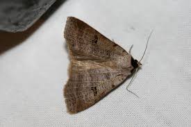 Attēlu rezultāti vaicājumam “Lygephila viciae”