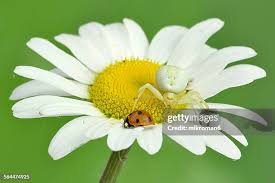 Attēlu rezultāti vaicājumam “Misumena vatia”