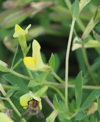 Image result for Lotus tetragonolobus