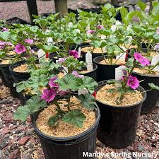 Image result for Malva sylvestris 'Zebrina'