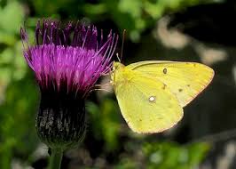 Attēlu rezultāti vaicājumam “Colias palaeno female”