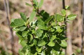 Attēlu rezultāti vaicājumam “Betula humilis”