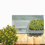 Attēlu rezultāti vaicājumam “Sedum aizoon fruit”