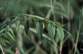 Attēlu rezultāti vaicājumam “Xylita laevigata”