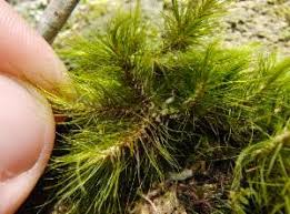 Attēlu rezultāti vaicājumam “Dicranales”