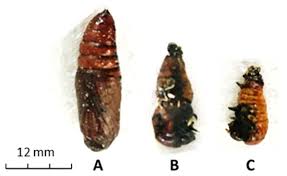 Attēlu rezultāti vaicājumam “Mamestra brassicae pupa”