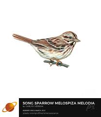 Image result for Melospiza melodia