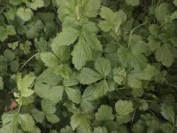 Attēlu rezultāti vaicājumam “Geum urbanum leaf”