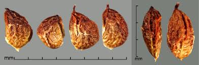 Attēlu rezultāti vaicājumam “Rubus plicatus fruit”