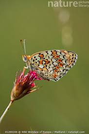 Attēlu rezultāti vaicājumam “Melitaea phoebe”