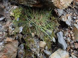 Attēlu rezultāti vaicājumam “Pohlia sphagnicola”