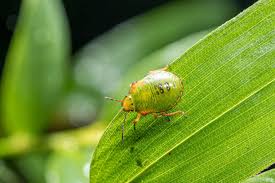 Attēlu rezultāti vaicājumam “Palomena prasina imago”