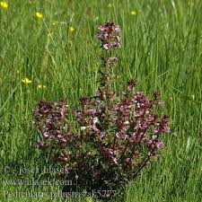 Attēlu rezultāti vaicājumam “Pedicularis palustris fruit”