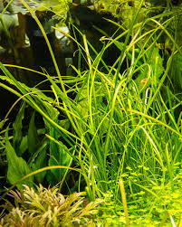 Attēlu rezultāti vaicājumam “Subularia aquatica leaf”