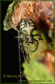 Attēlu rezultāti vaicājumam “Gibbaranea gibbosa”