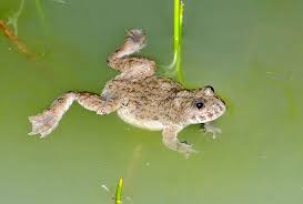 Attēlu rezultāti vaicājumam “Anomoporia bombycina”