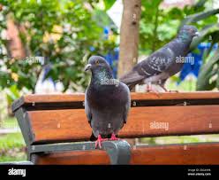 Attēlu rezultāti vaicājumam “Columbiformes”