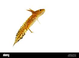 Attēlu rezultāti vaicājumam “Triturus cristatus”