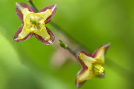 Attēlu rezultāti vaicājumam “Epimedium alpinum  flower”