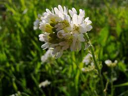 Attēlu rezultāti vaicājumam “Berteroa incana fruit”