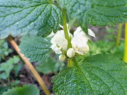 Attēlu rezultāti vaicājumam “Lamium album leaf”