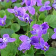 Attēlu rezultāti vaicājumam “Viola odorata”