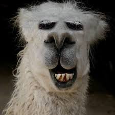 Image result for bilder