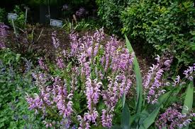 Image result for Salvia pratensis `Rose Rhapsody