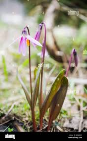 Attēlu rezultāti vaicājumam “Erythronium sibiricum”