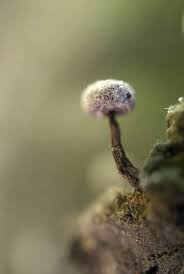 Attēlu rezultāti vaicājumam “Didymium xanthopus”