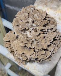 Attēlu rezultāti vaicājumam “Grifola frondosa”