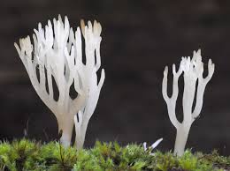 Attēlu rezultāti vaicājumam “Lentaria epichnoa”