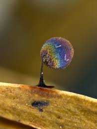 Attēlu rezultāti vaicājumam “Lamproderma arcyrioides stalked”