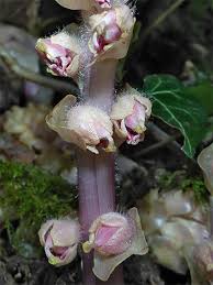 Attēlu rezultāti vaicājumam “Lathraea squamaria flower”