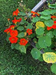 Image result for Tropaeolum majes