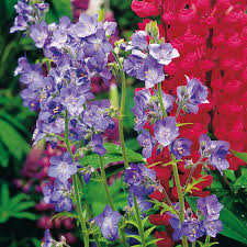Attēlu rezultāti vaicājumam “Polemonium caeruleum flower”